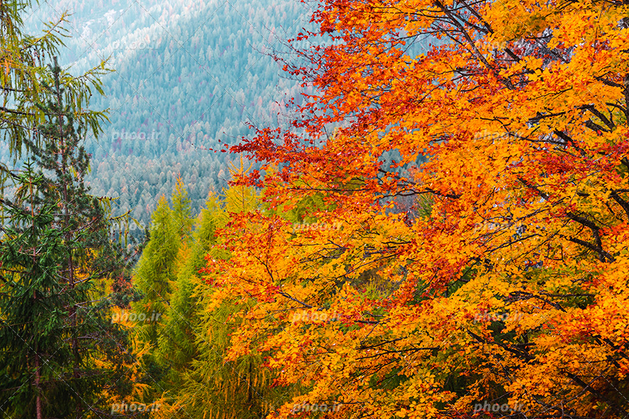 عکس با کیفیت درخت پاییزی با برگ های زرد و نارنجی و قرمز در کنار درختان کاج و در جنگل های کوهستانی