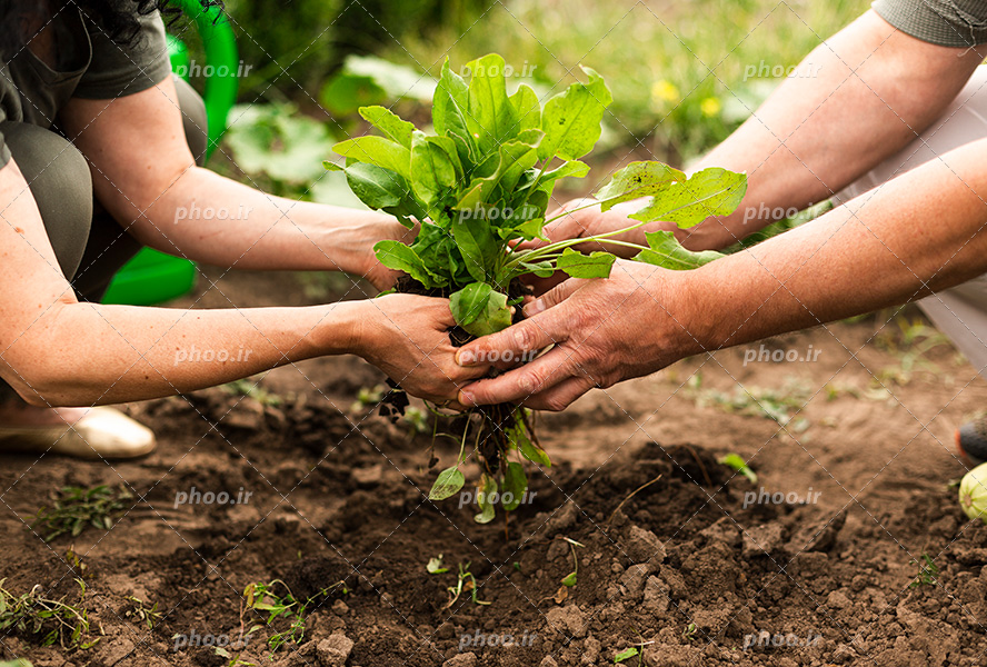 عکس با کیفیت زن و مرد در حال کاشتن گیاه در خاک به کمک یکدیگر