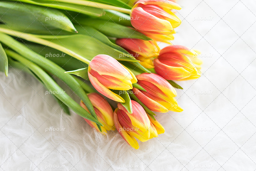 عکس با کیفیت دسته گل لاله با ترکیب رنگ نارنجی و زرد در پس زمینه سفید