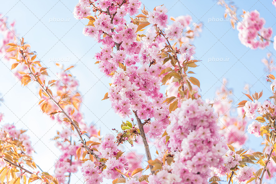 عکس با کیفیت شاخه های شکوفه صورتی و پس زمینه آسمان آبی