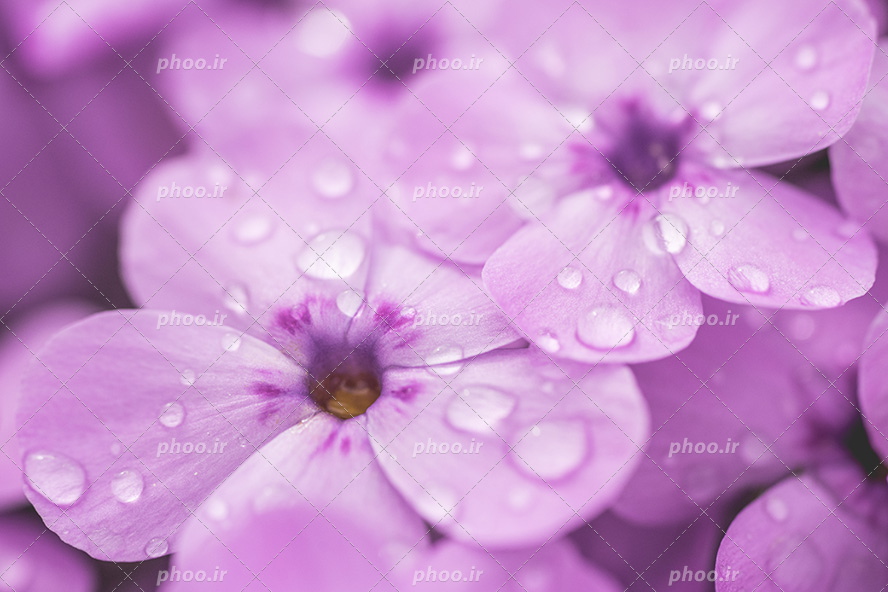 عکس با کیفیت گل های بنفشه زیبا و قطره های آب بر روی گلبرگ ها از نمای نزدیک