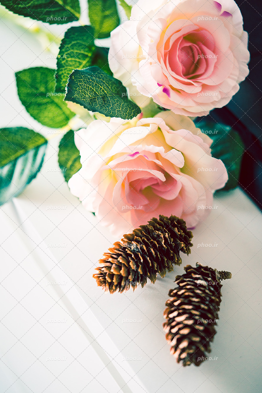عکس با کیفیت دو کاج در کنار دو شاخه گل رز صورتی ازنمای نزدیک