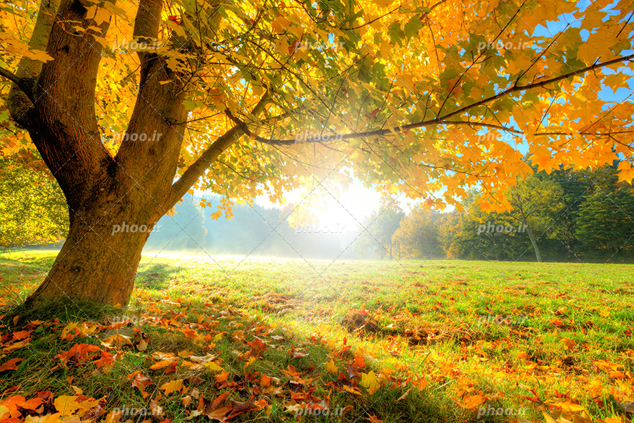 عکس با کیفیت بسیار زیبا درخت با شاخه های پر شده از برگ های زرد پاییزی و برگ های ریخته شده بر روی چمن