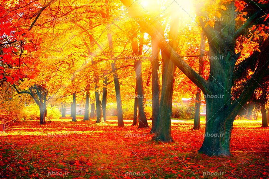 عکس با کیفیت درختان ردیف شده در کنار یکدیگر با برگ هایی به رنگ قرمز
