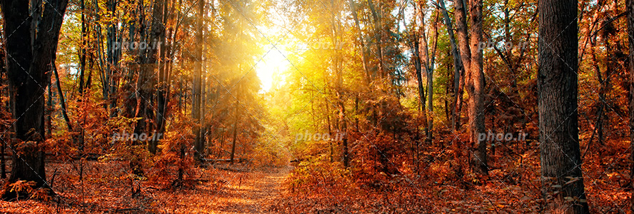 عکس با کیفیت پرتو های نور خورشید در حال تابیدن از میان شاخه ی درختان پاییزی در جنگل
