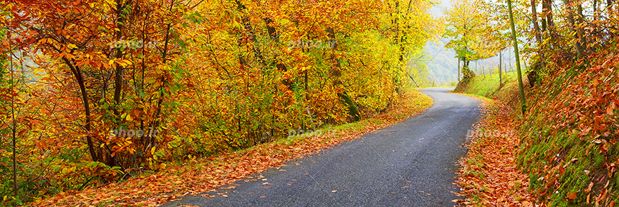 عکس با کیفیت جاده ی آسفالت در وسط جنگل پاییزی با درختان پوشیده شده از برگ های نارنجی