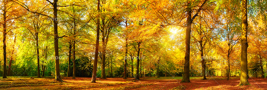 عکس با کیفیت درختان پاییزی تنیده شده در هم و دیده شدن پرتو های نور از لا به لای شاخه ی درختان