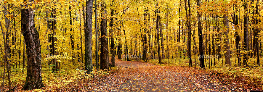 عکس با کیفیت و منحصربفرد جنگل های زیبای شمال با درختانی پاییزی در کنار یکدیگر