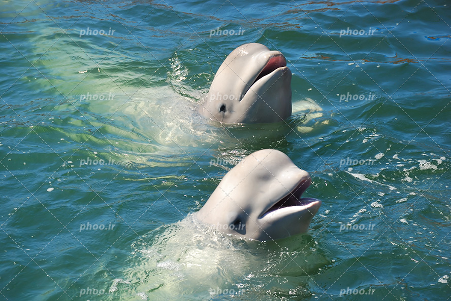 عکس با کیفیت بسیار زیبا دو دلفین زیبا در حال شنا در آب ها و در حال نگاه کردن به اطراف