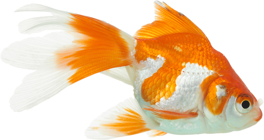 عکس با کیفیت ماهی سفید با رد های نارنجی در پس زمینه سفید