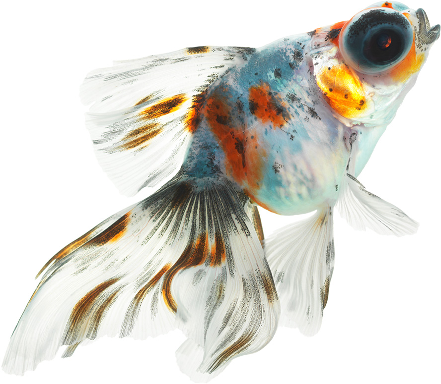عکس با کیفیت ماهی سفید با خال های نارنجی و مشکی در پس زمینه سفید