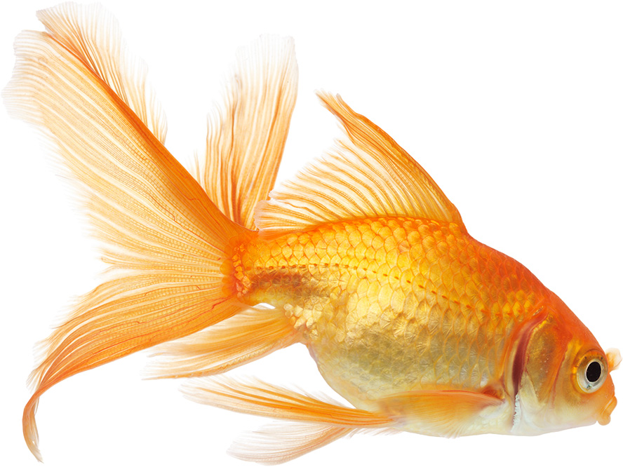 عکس با کیفیت ماهی قرمز در حال شنا در پس زمینه سفید