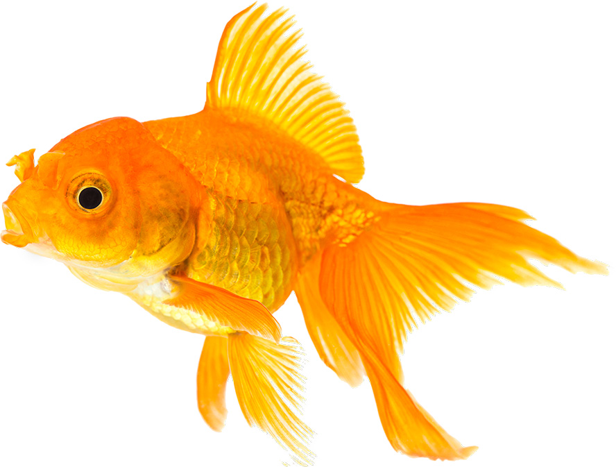 عکس با کیفیت ماهی نارنجی بسیار زیبا در حال شنا در پس زمینه سفید