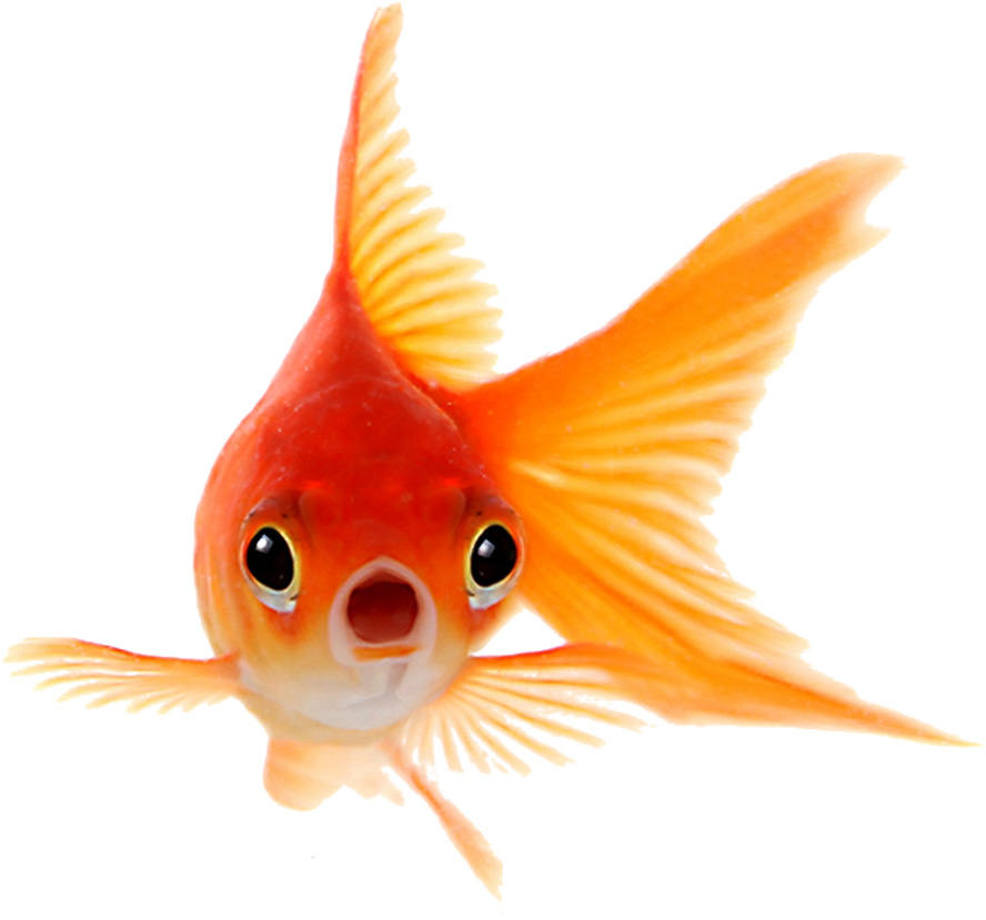 عکس با کیفیت چهره ماهی قرمز از نمای رو به رو در پس زمینه سفید