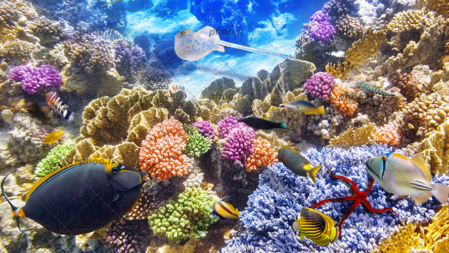 عکس با کیفیت تصویر از اعماق دریا و مرجان های دریایی و ماهی های رنگی در لا به لای مرجان ها
