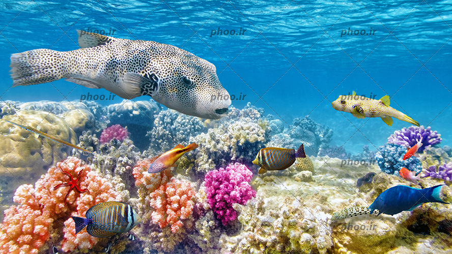 عکس با کیفیت ماهی های زیبا با شکل های متفاوت در اعماق اقیانوس