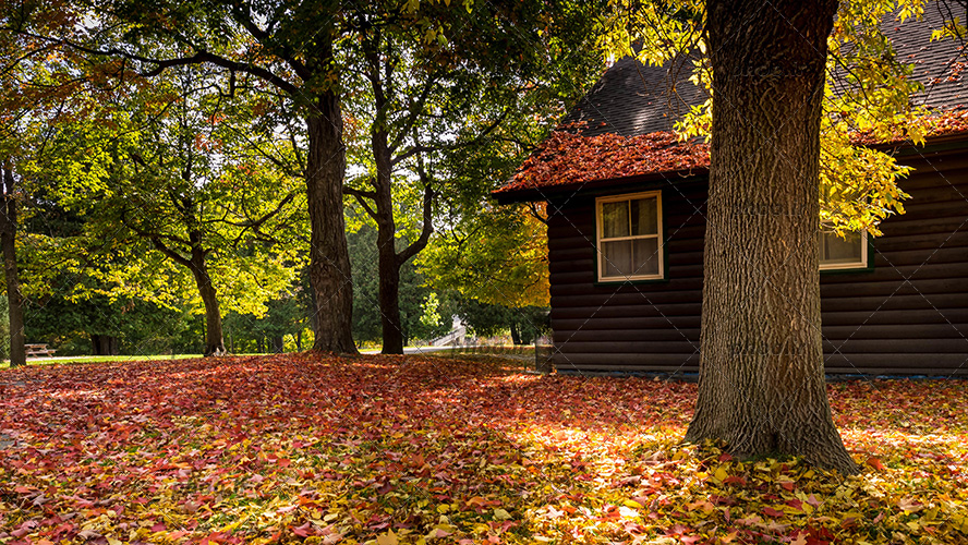عکس با کیفیت خانه چوبی در جنگل پاییزی با برگ های سبز و نارنجی