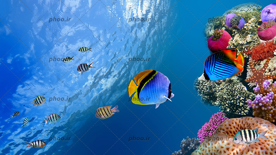 عکس با کیفیت ماهی های آبی زیبا در اعماق آب در حال شنا و گیاهان دریایی در اعماق