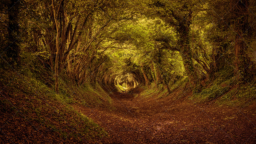 عکس با کیفیت جنگل زیبا با درختان به شکل تونل