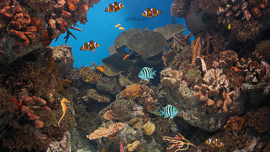عکس با کیفیت صخره های بزرگ در اعماق دریا و ماهی های زینتی در حال شنا