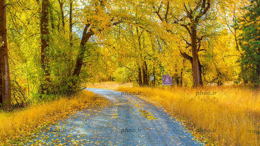 عکس با کیفیت جنگل زیبا با درختانی زرد و جاده باریک در وسط جنگل