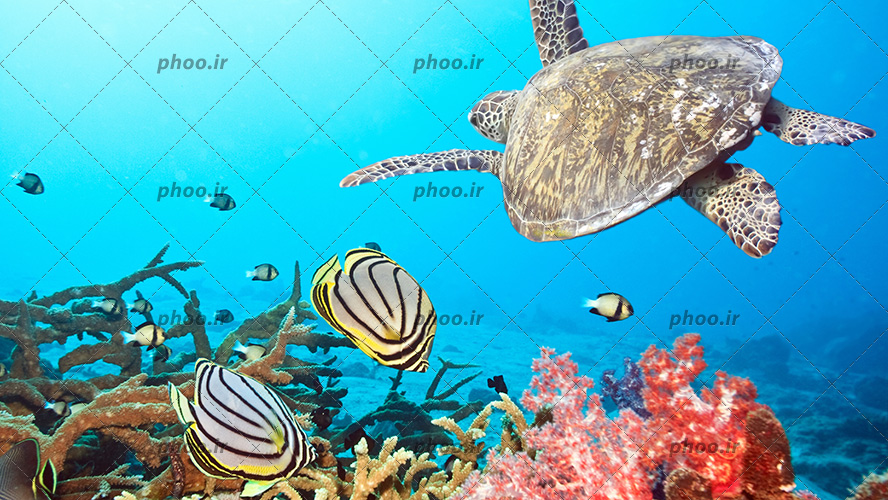 عکس با کیفیت لاکپشت و ماهی در حال شنا در اعماق آب و گیاهان دریایی در اطراف