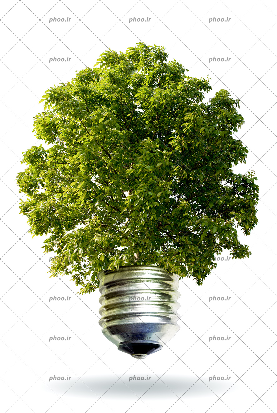عکس درختی شبیه لامپ