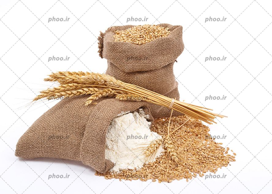 عکس با کیفیت کیسه برنج در کنار کیسه گندوم و چند خوشه گندوم بر روی کیسه ی برنج و گندوم و برنج ریخته شده بر روی زمین