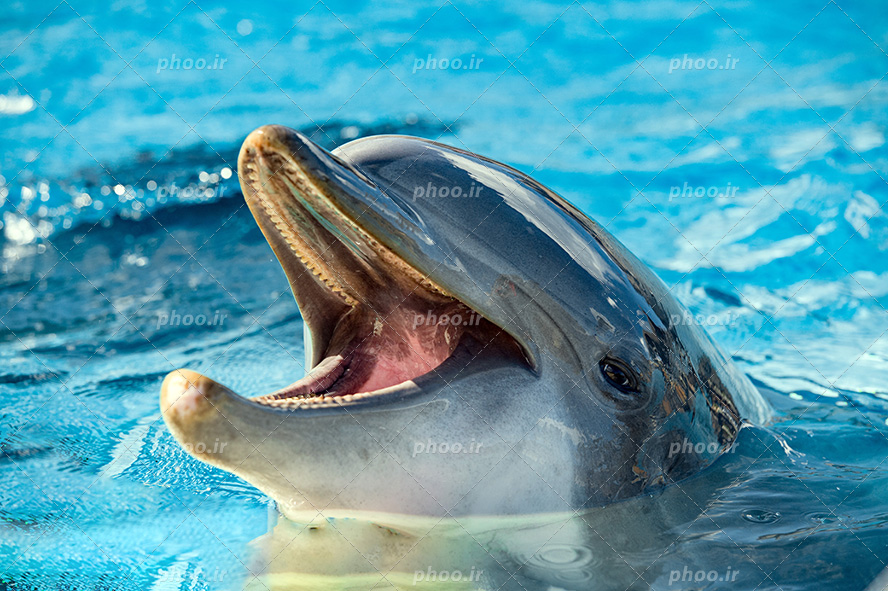 عکس با کیفیت دلفین زیبا در دلفیناریوم آمده به سطح آب با دهان باز