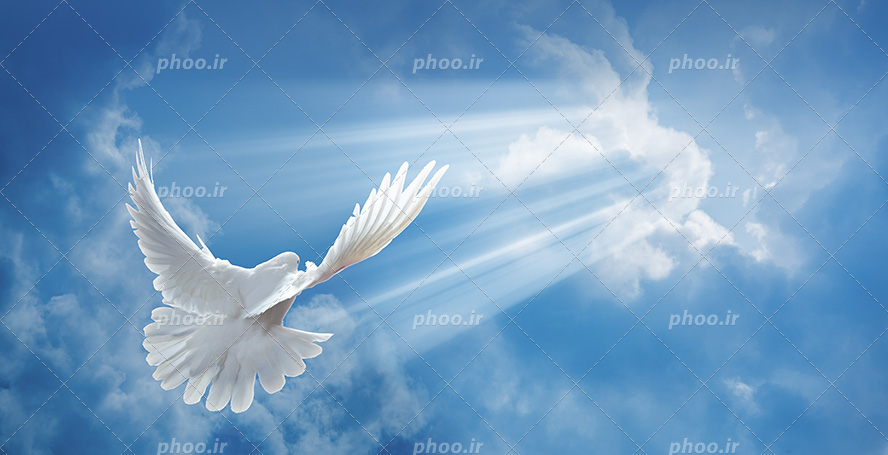 عکس با کیفیت پرتو نور و پرنده سفید زیبا در آسمان آبی و ابری