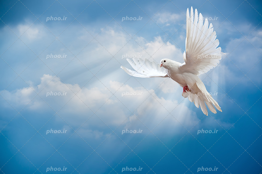 عکس با کیفیت کبوتر سفید در حال پرواز در آسمان آبی