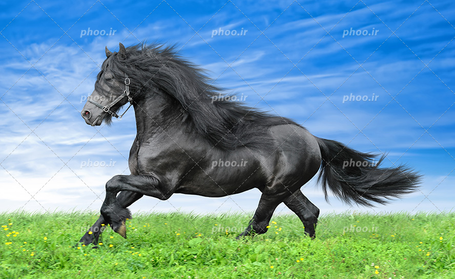 عکس با کیفیت اسب مشکی بسیار زیبا در دشت سرسبز و آسمان آبی