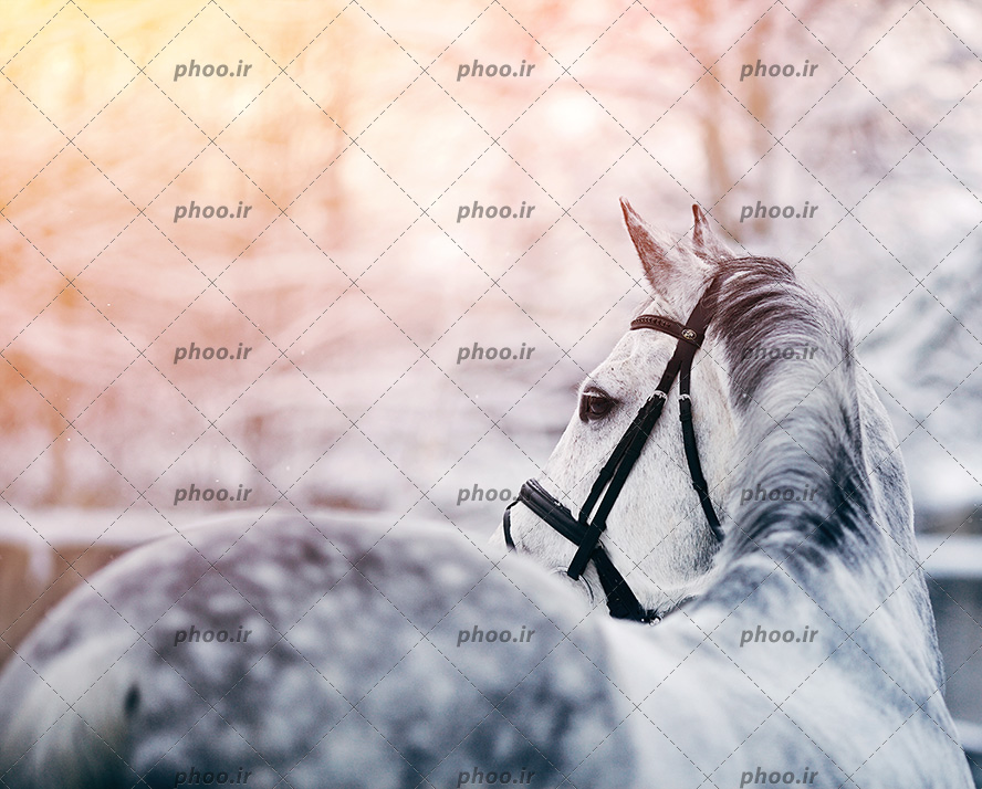 عکس با کیفیت اسب سفید زیبا خال دار با یال های سفید و مشکی در منتظره زمستانی