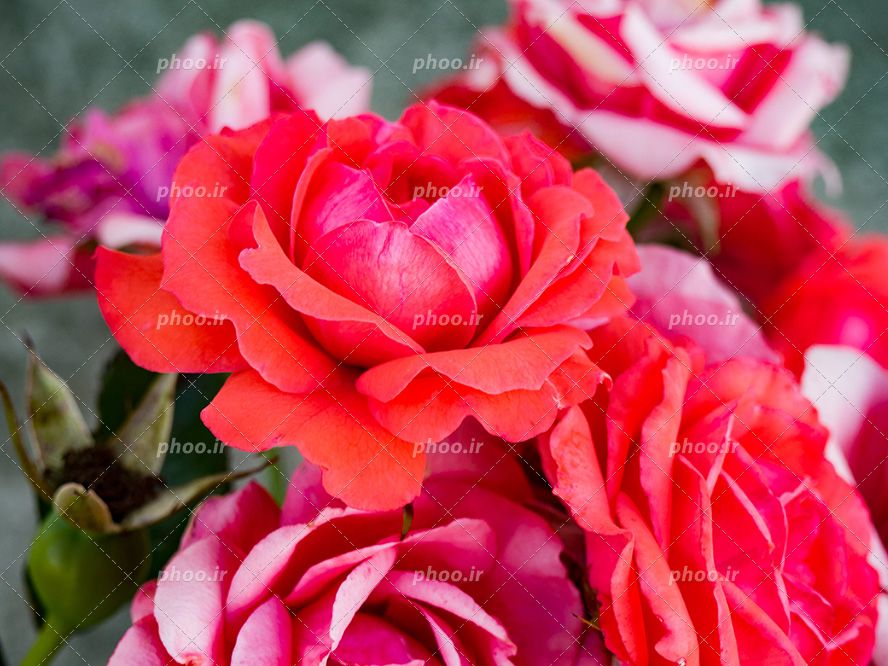 عکس با کیفیت گل های رز زیبا به رنگ صورتی و قرمز در کنار یکدیگر