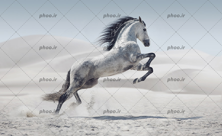 عکس با کیفیت اسب سفید زیبا با یال های مشکی در کویر در حال پرش