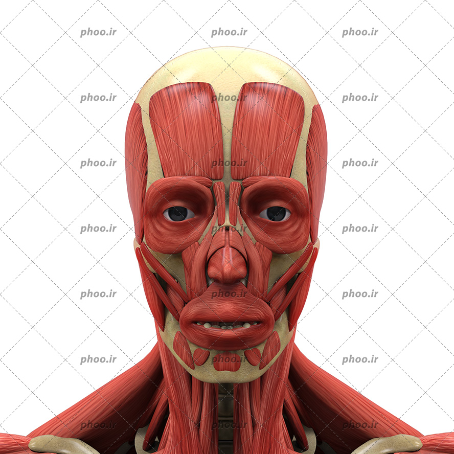 عکس با کیفیت آناتومی صورت انسان و نشان دادن عضلات و اسکلت صورت