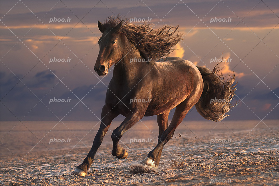 عکس با کیفیت اسب زیبا مشکی با یال های مشکی در حال دویدن در دشت و آسمان ابری