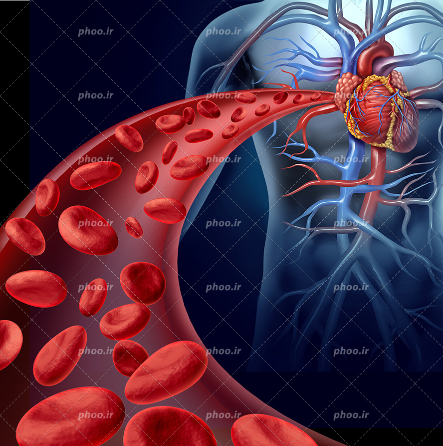 عکس با کیفیت گلبول های قرمز در حال رسیدن به دریچه قلب انسان