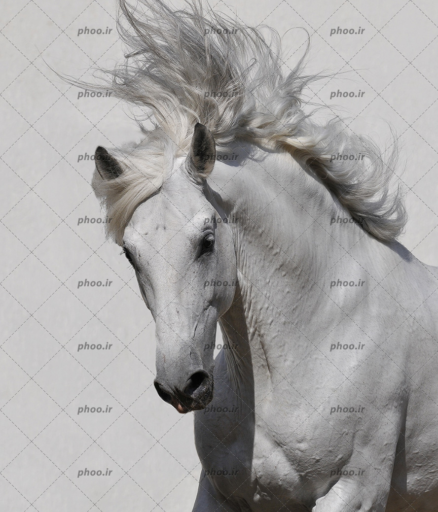 عکس با کیفیت اسب زیبای سفید و یال های باد خورده و در هوا معلق به رنگ سفید
