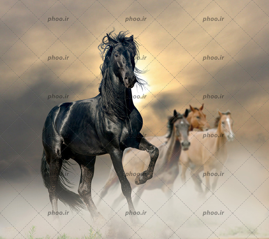 عکس با کیفیت سه اسب قهوه ای به دنبال اسب مشکی زیبا در جاده خاکی