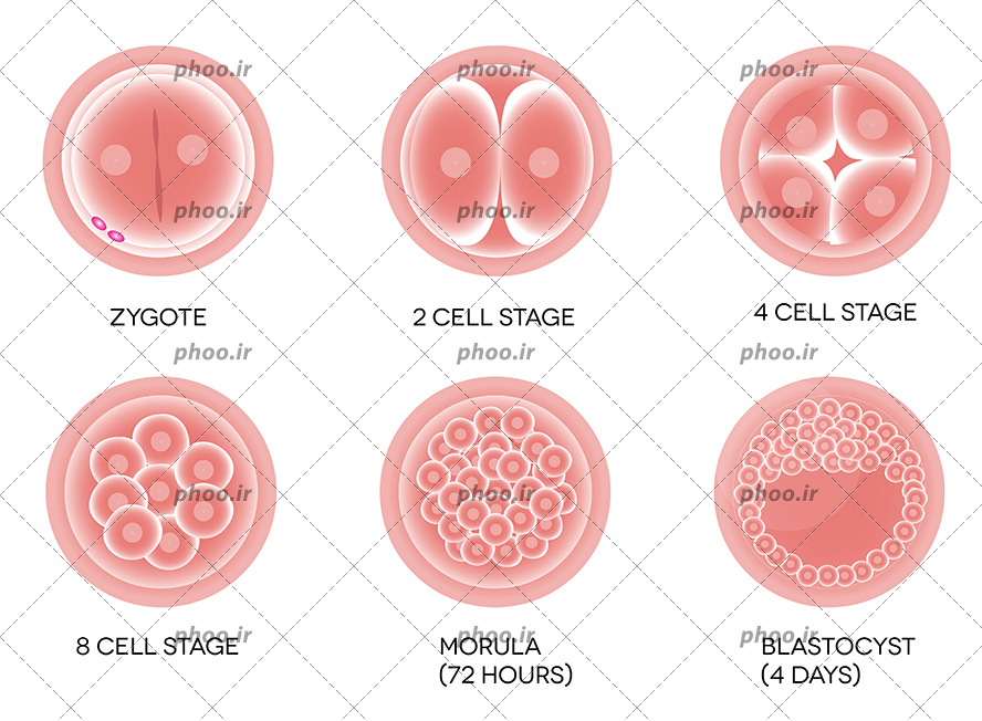 عکس با کیفیت تقسیم یاخته‌ای یا تقسیم سلولی در شش مرحله در کنار یکدیگر