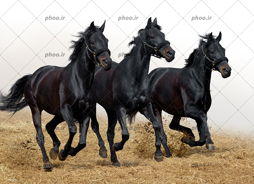 عکس با کیفیت سه اسب سیاه زیبا در کنار یکدیگر در حال دویدن در پست اسب سواری