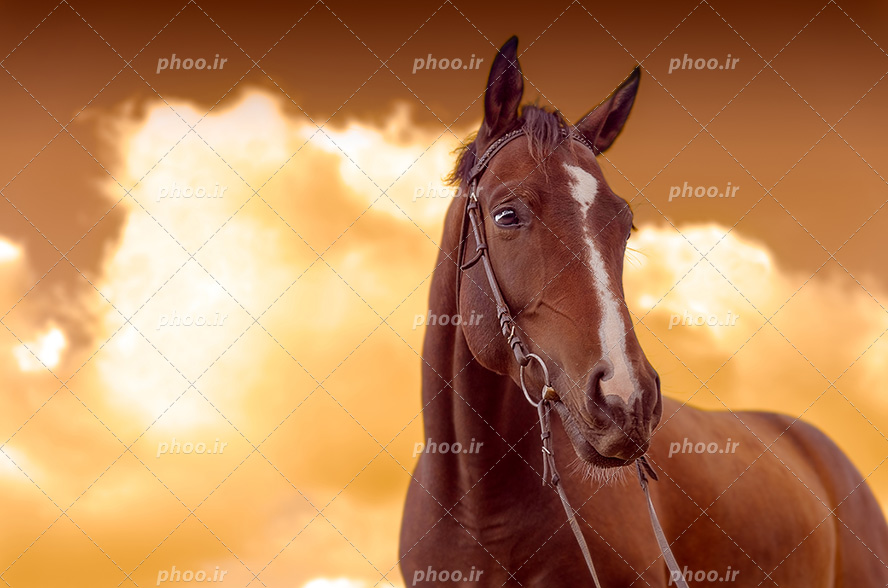 عکس با کیفیت پهره اسب به رنگ قهوه ای و یک لکه سفید بر روی صورت و پس زمینه آسمان ابری نارنجی رنگ