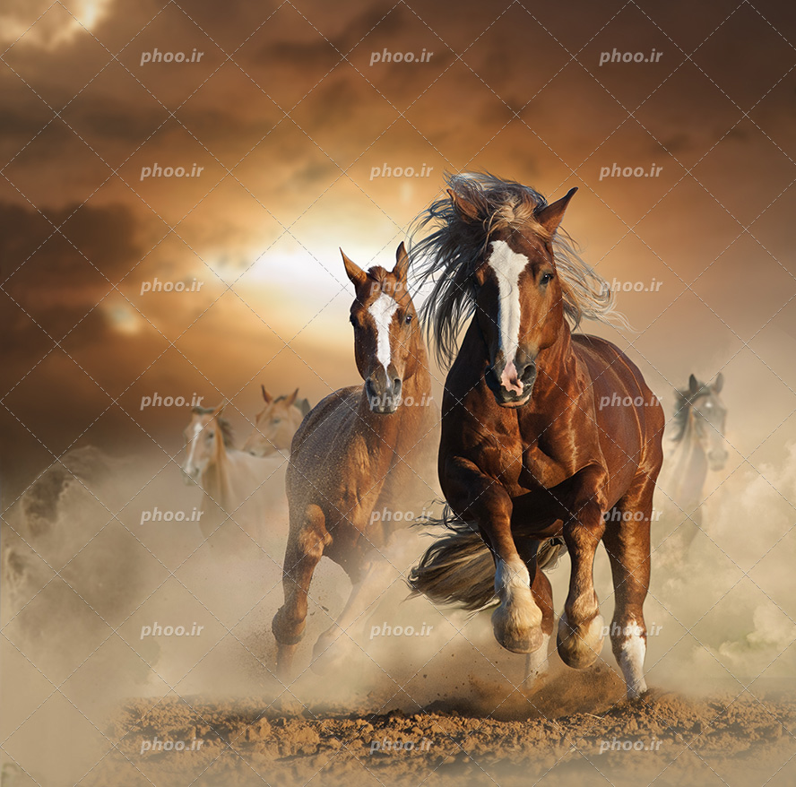 عکس با کیفیت اسب های قهوه ای زیبا در حال دویدن با سرعت بالا در جاده خاکی