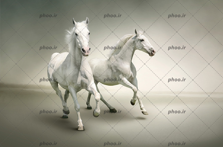عکس با کیفیت دو اسب زیبا به رنگ سفید در حال دویدن در کنار یکدیگر