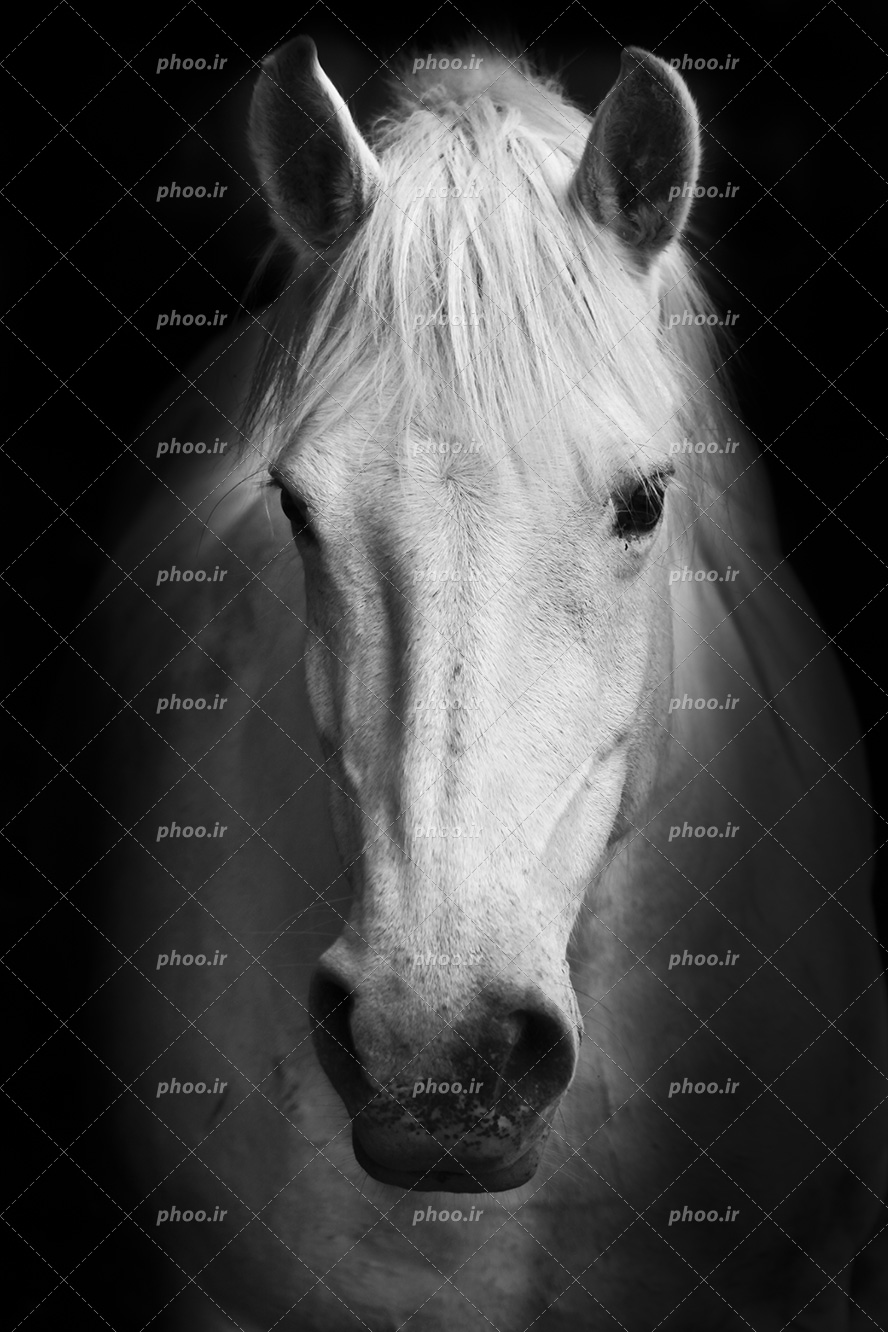 عکس با کیفیت چهره زیبای اسب به رنگ سفید و یال های هم رنگ بدن در بک گراند مشکی