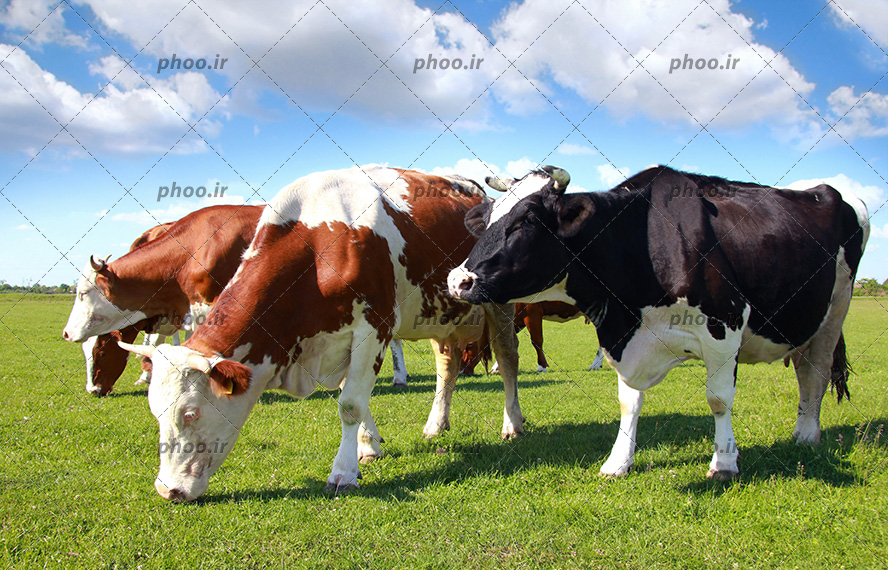 عکس با کیفیت گاو مشکی و چند گاو قهوه ای در حال چریدن در طبیعت سرسبز و آسمان آبی و ابری