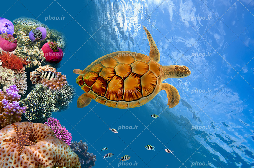 عکس با کیفیت لاکپشت بالغ با جثه ی بزرگ در حال شنا در اعماق اقیانوس
