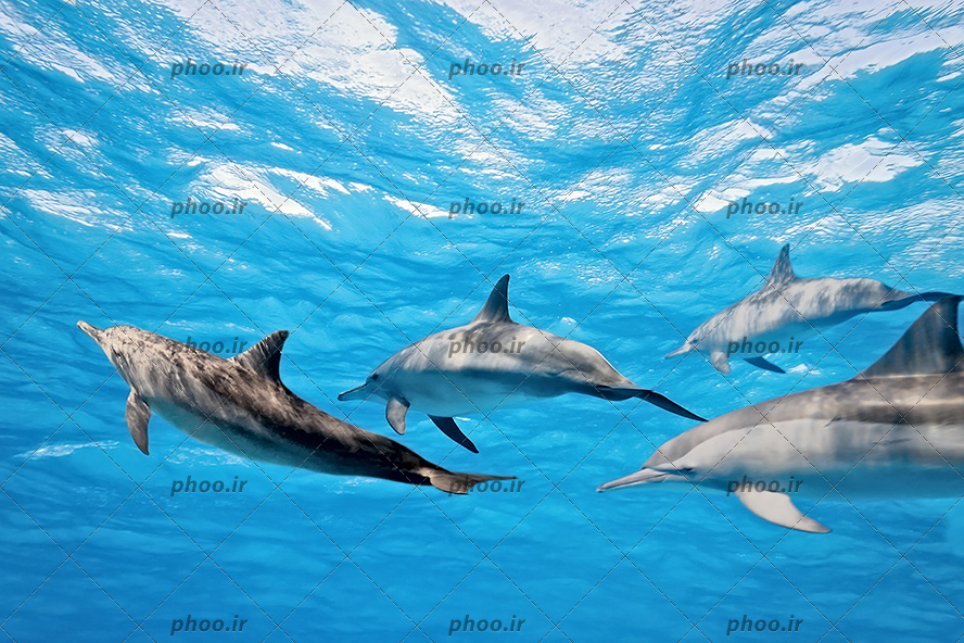 عکس با کیفیت دلفین رودخانه‌ای چین در حال شنای گروهی در اعماق آب