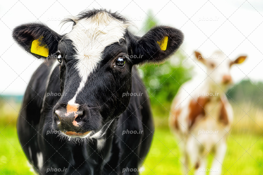عکس با کیفیت گاو سیاه رنگ در کنار گاو قهوه ای در بک گراند طبیعت سرسبز